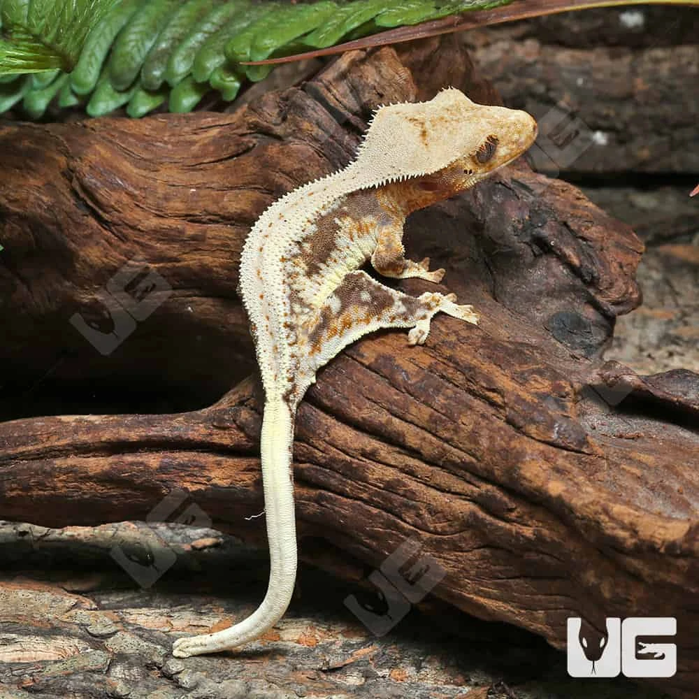 Juvenile Lilly White Crested Gecko - Image 4
