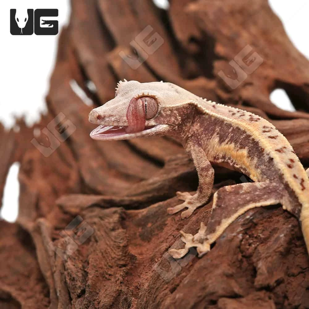 Baby Lilly White Crested Gecko #1 - Image 2