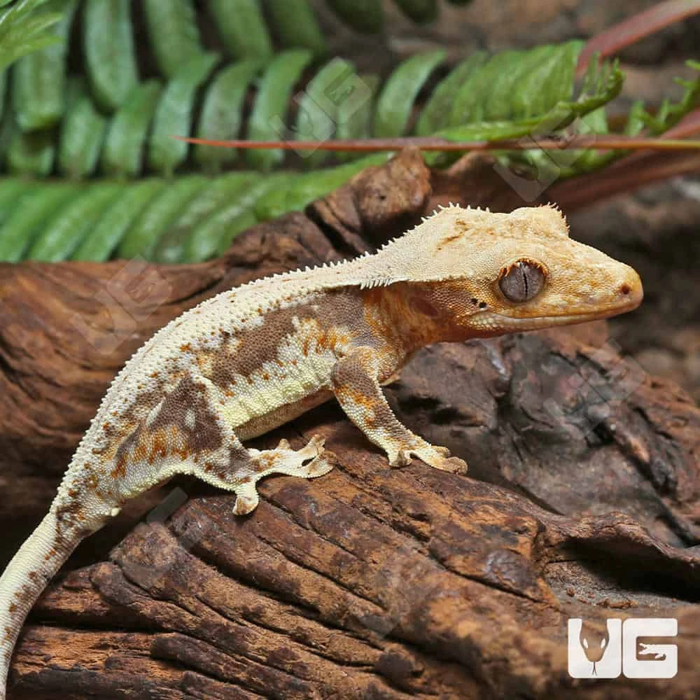 Juvenile Lilly White Crested Gecko - Image 3