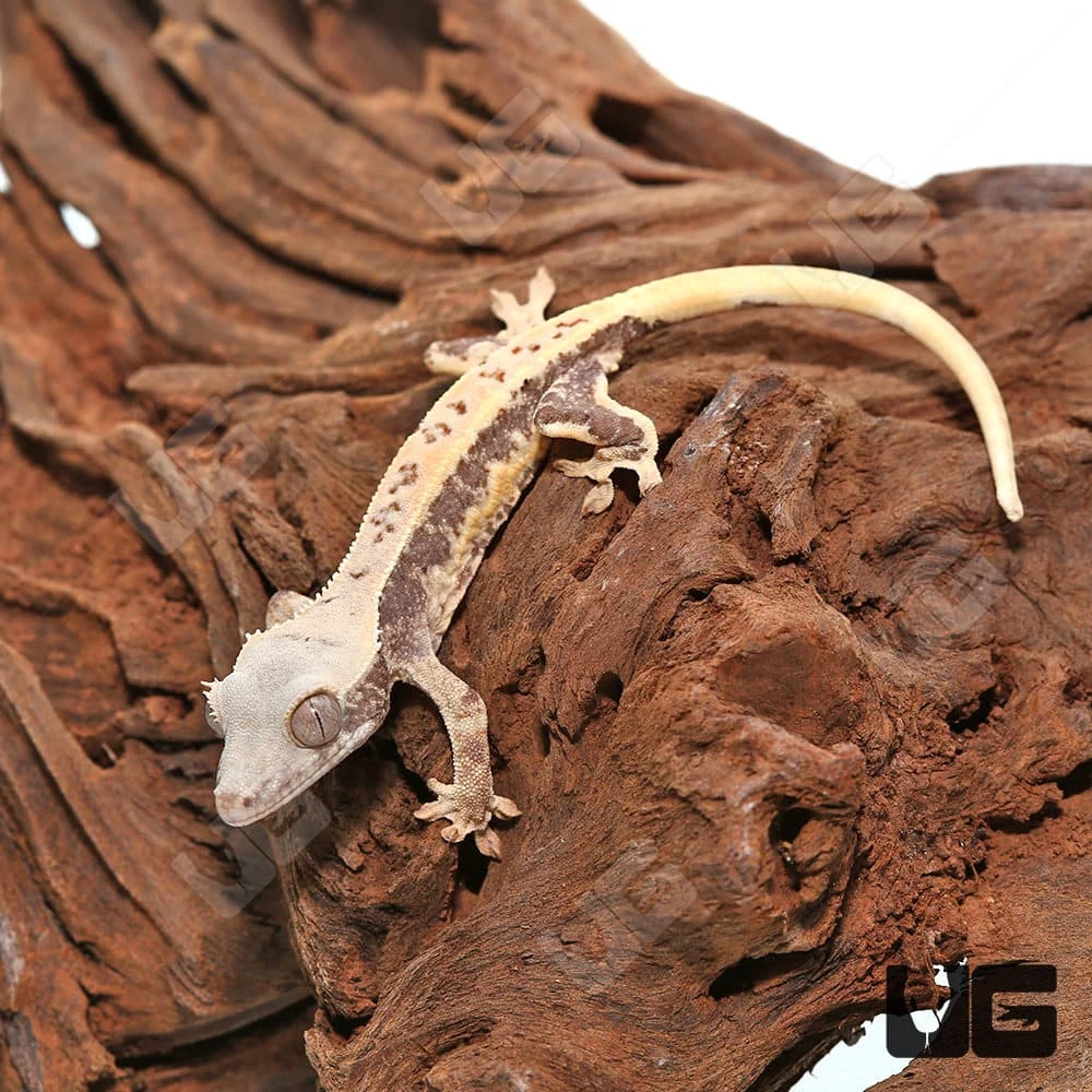 Baby Lilly White Crested Gecko #1 - Image 4