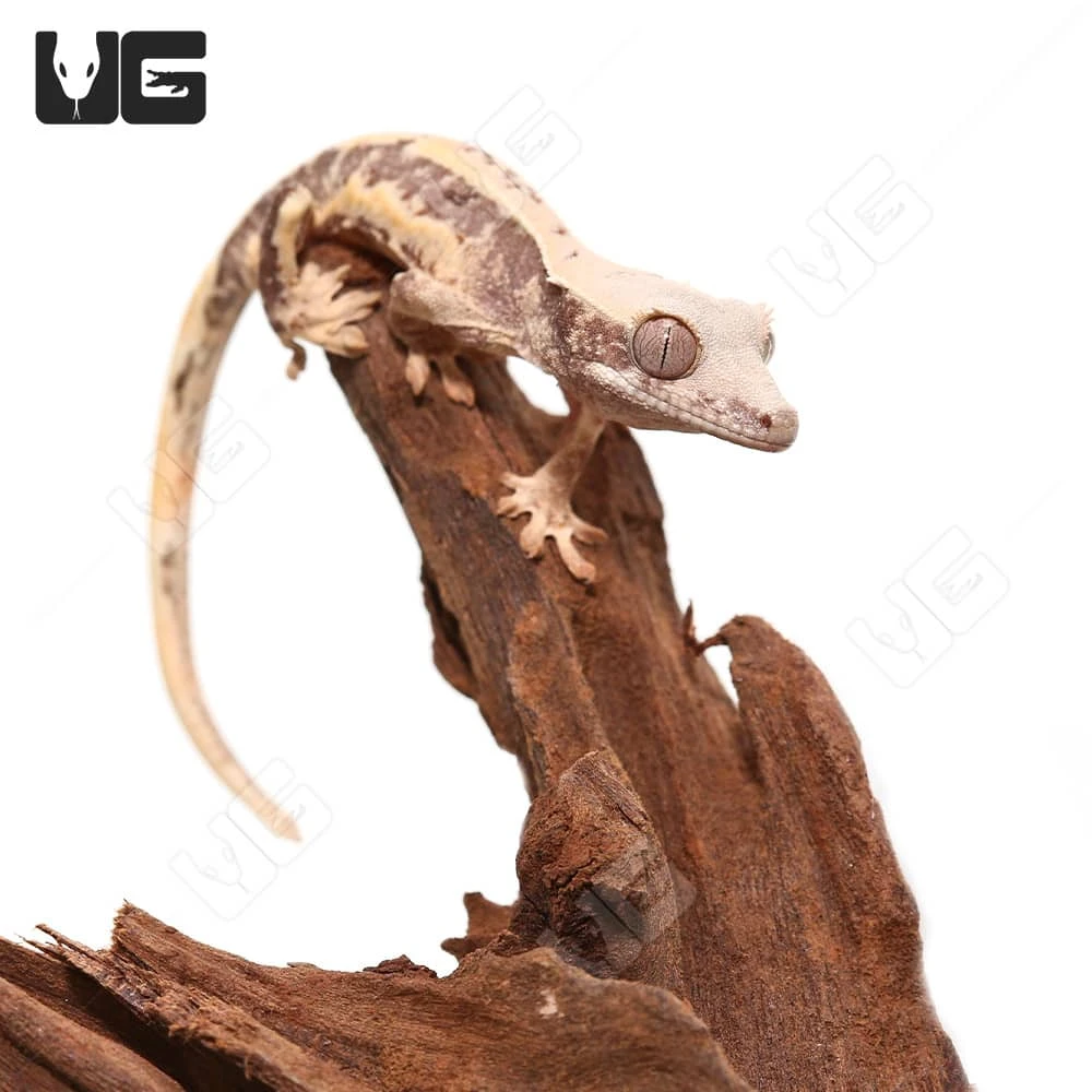Baby Lilly White Crested Gecko #1 - Image 3