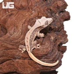 Baby Lilly White Crested Gecko #4