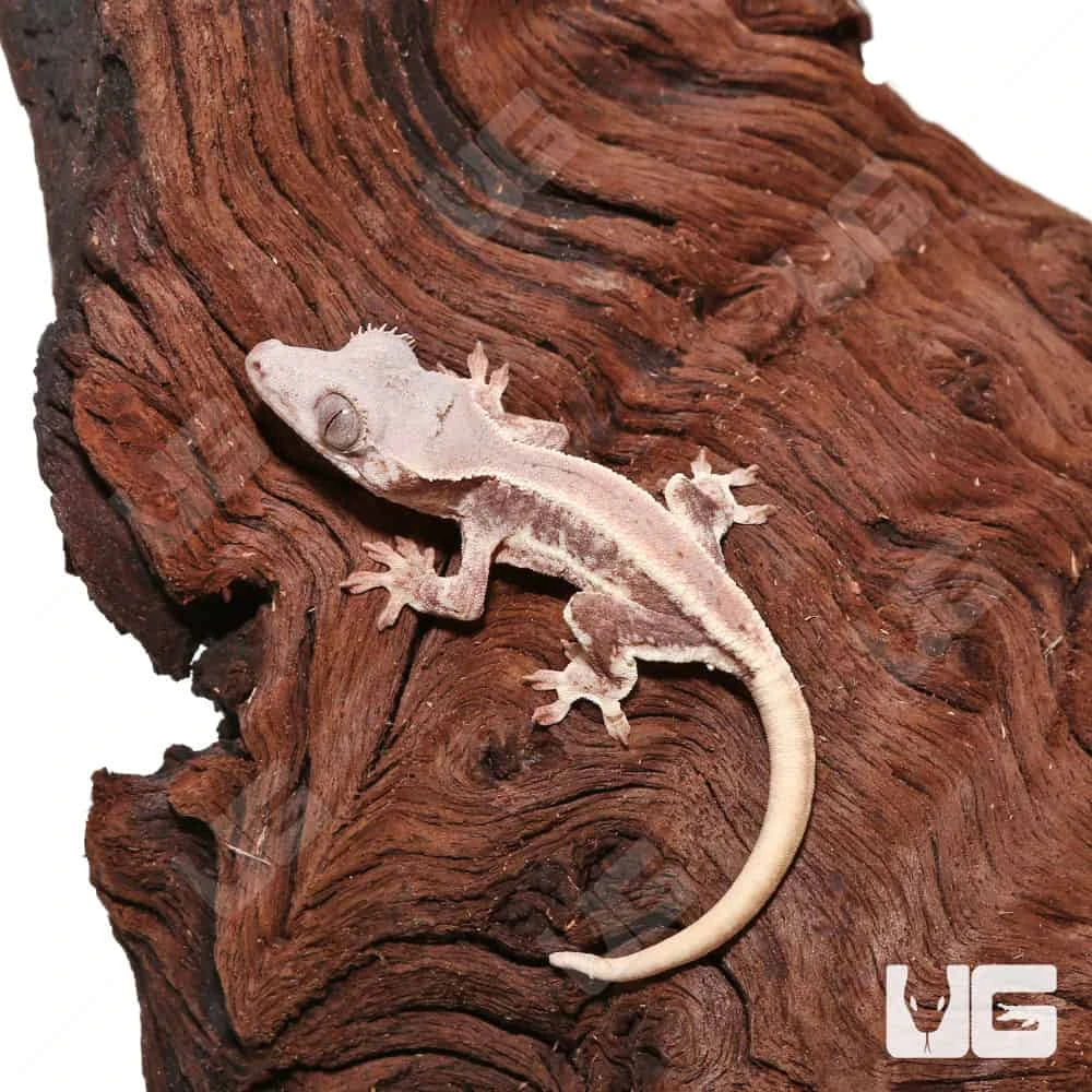 Baby Lilly White Crested Gecko #5 - Image 3