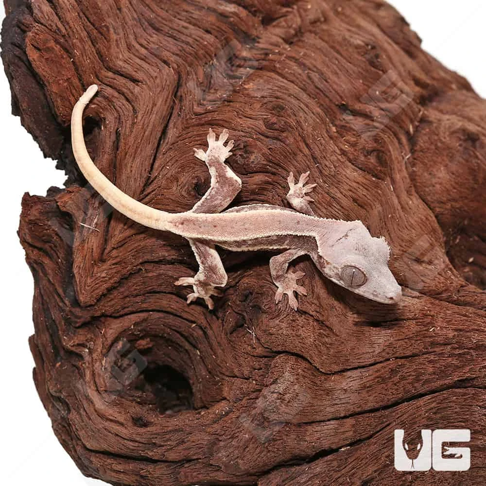 Baby Lilly White Crested Gecko #5