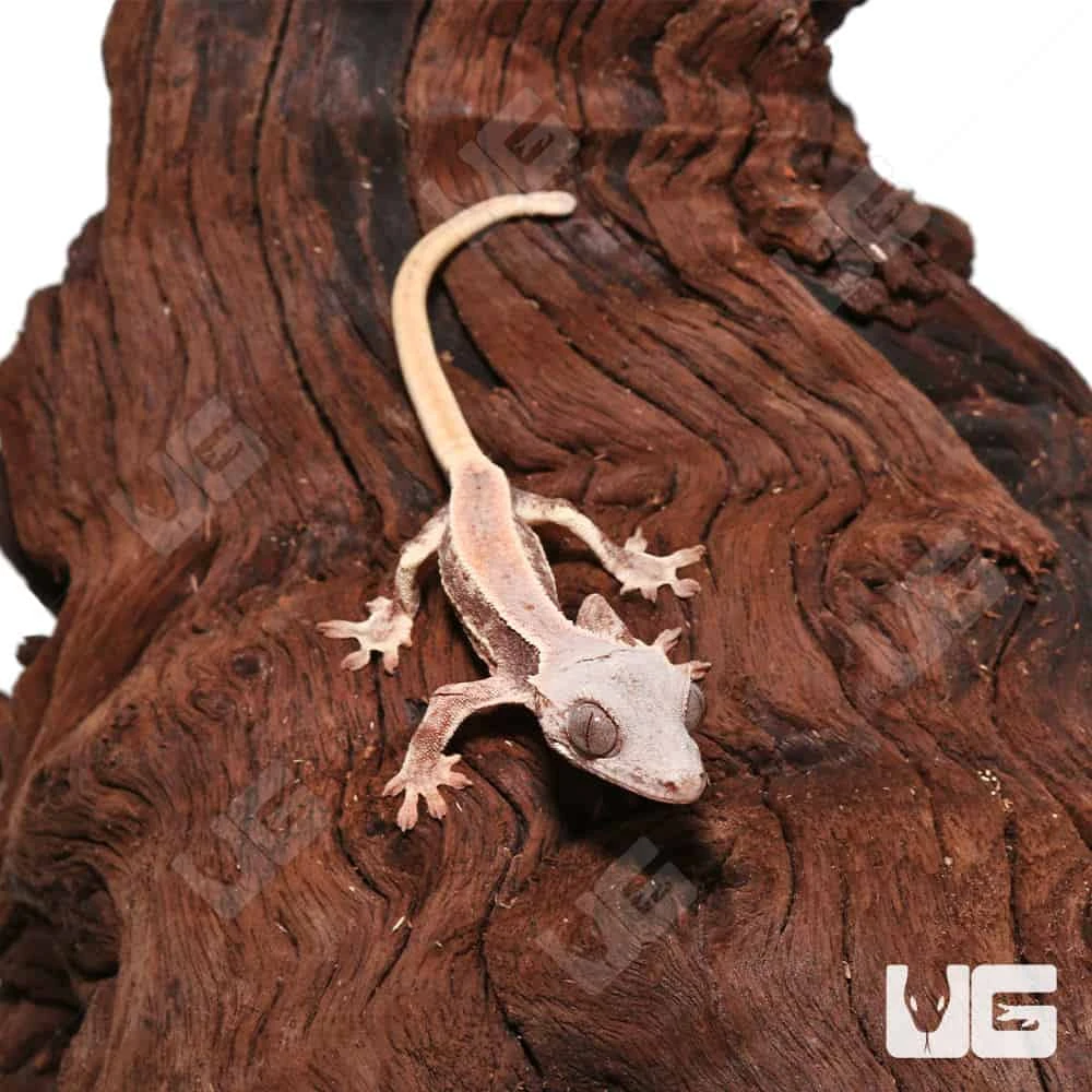 Baby Lilly White Crested Gecko #5 - Image 4