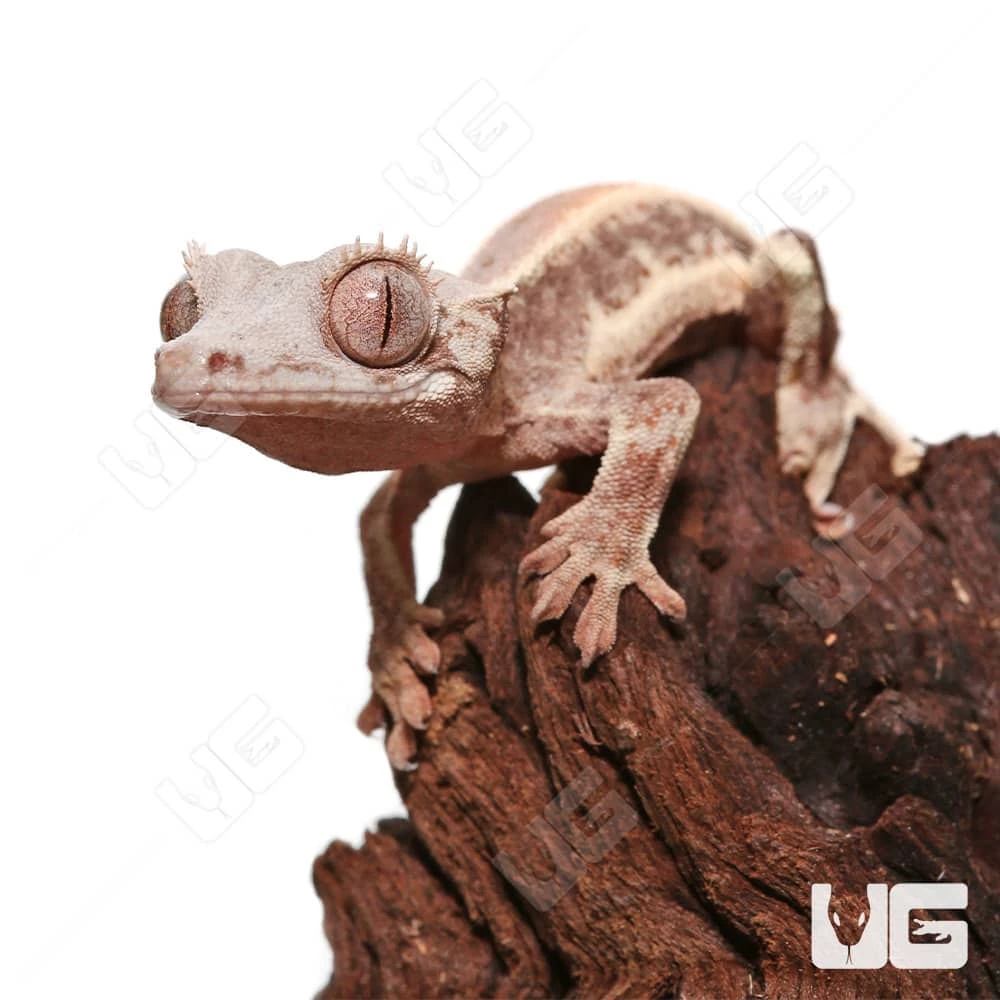Baby Lilly White Crested Gecko #5 - Image 2