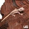 Baby Lilly White Crested Gecko #6