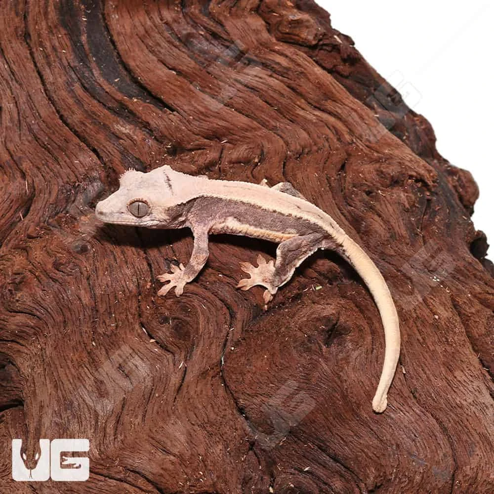 Baby Lilly White Crested Gecko #6 - Image 2