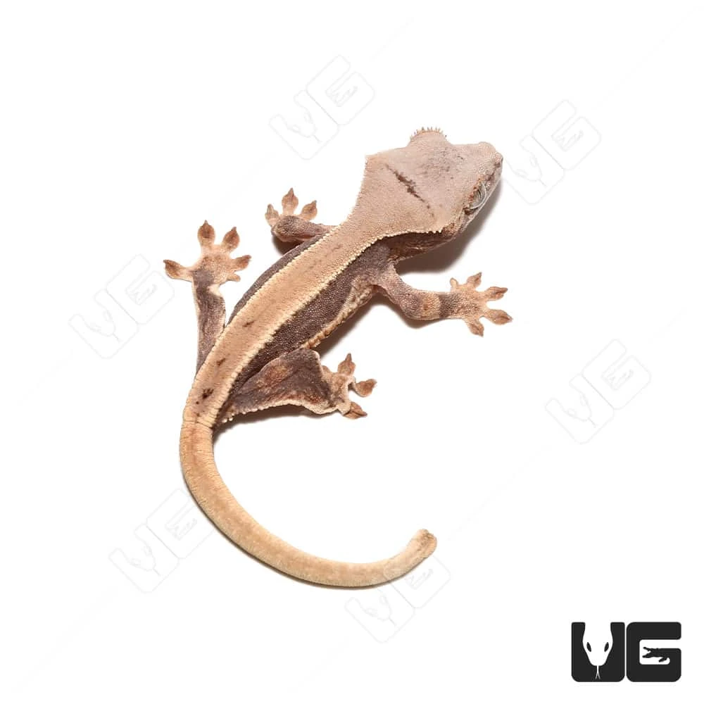 Baby Lilly White Crested Gecko #6 - Image 3