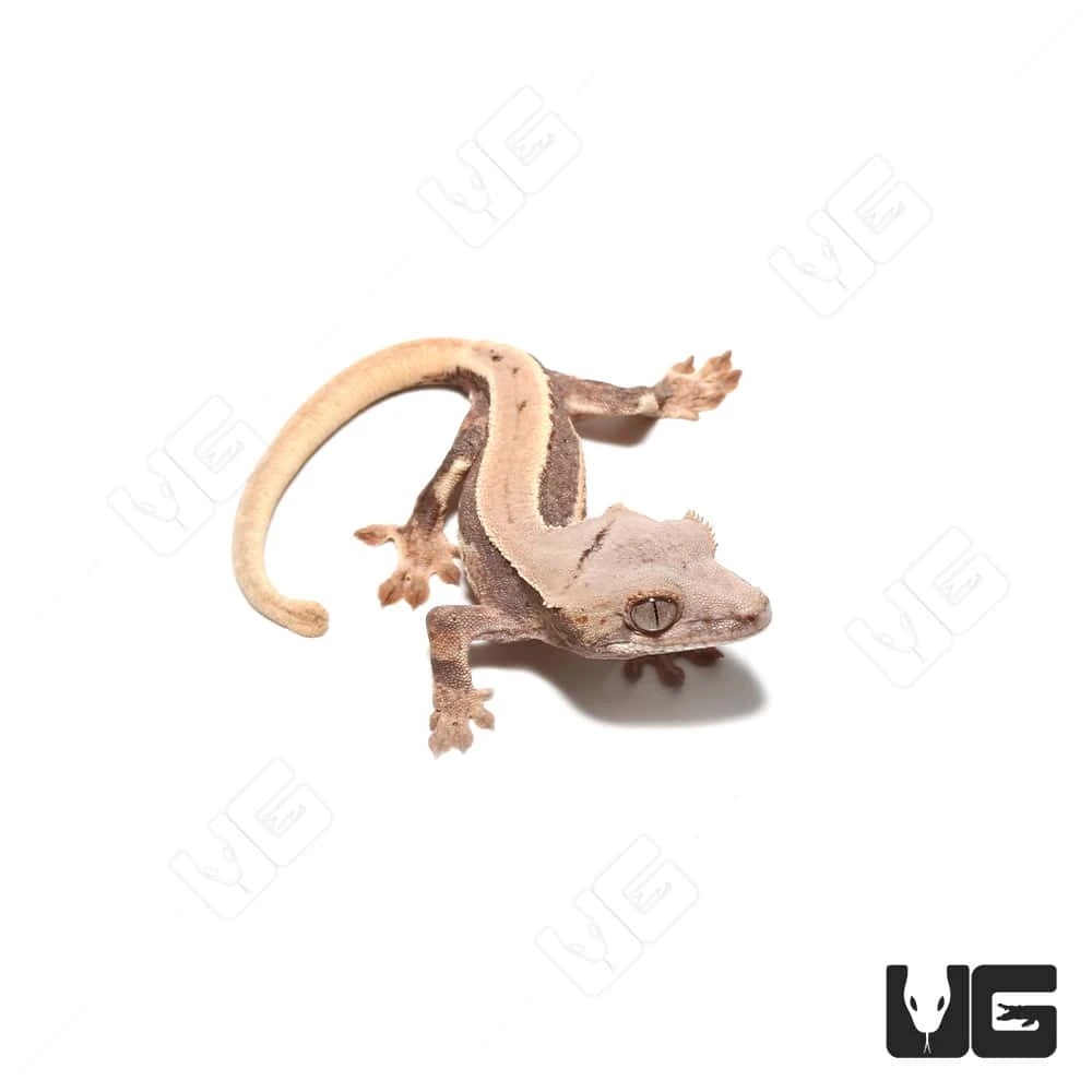 Baby Lilly White Crested Gecko #6 - Image 4