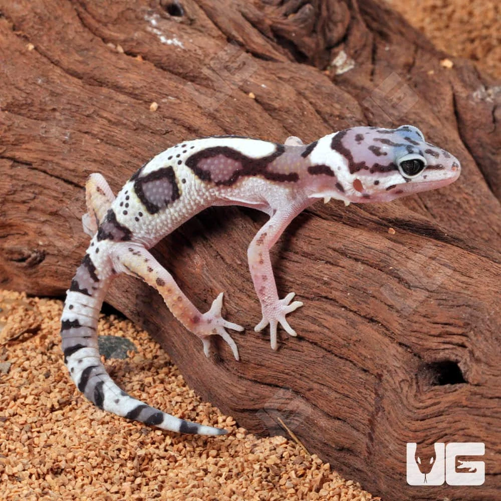 Baby Mack Snow Clown Leopard Gecko - Image 2