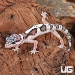 Baby Mack Snow Clown Leopard Gecko