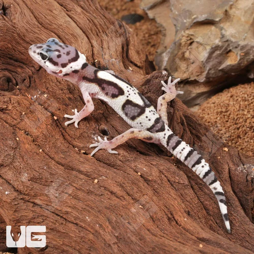 Baby Mack Snow Clown Leopard Gecko - Image 3