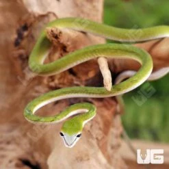 Baby Malaysian Vine Snake
