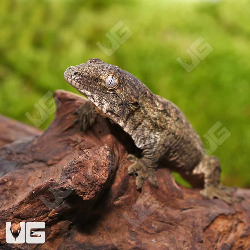 Baby Melanistic Leachianus Gecko - Image 3