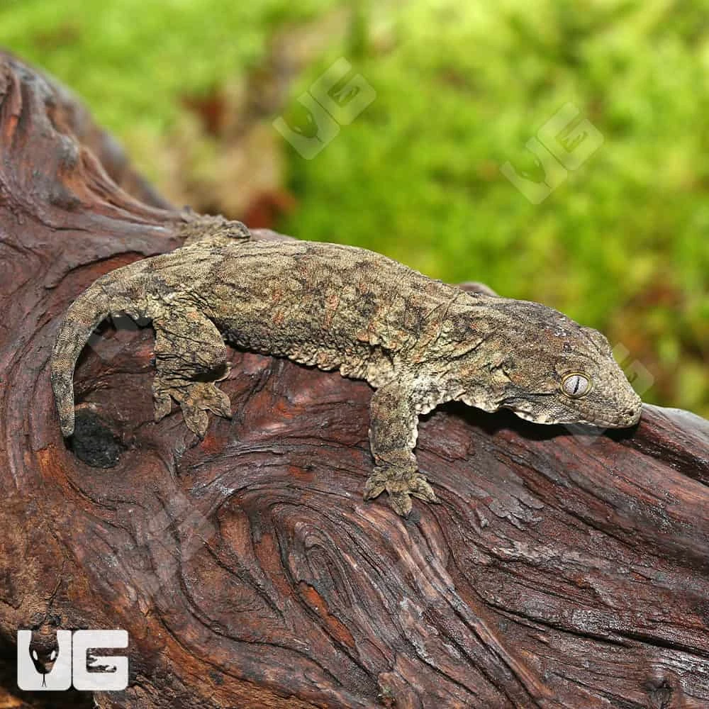 Baby Melanistic Leachianus Gecko - Image 2