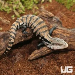 Baby Merauke Blue Tongue Skink