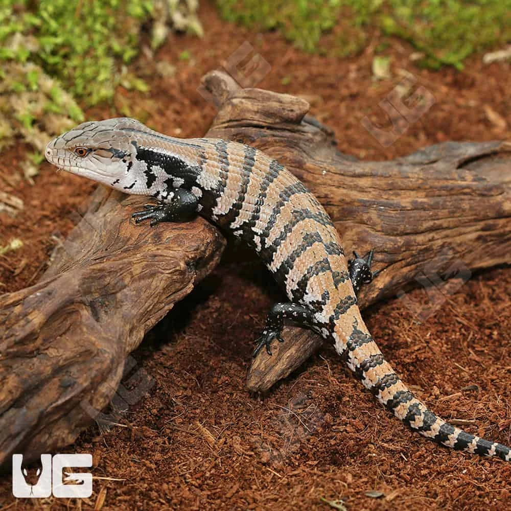 Baby Merauke Blue Tongue Skink - Image 2