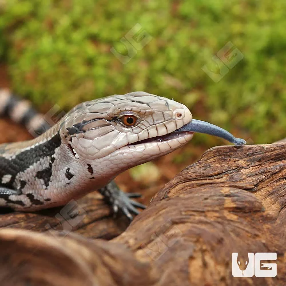 Baby Merauke Blue Tongue Skink - Image 3