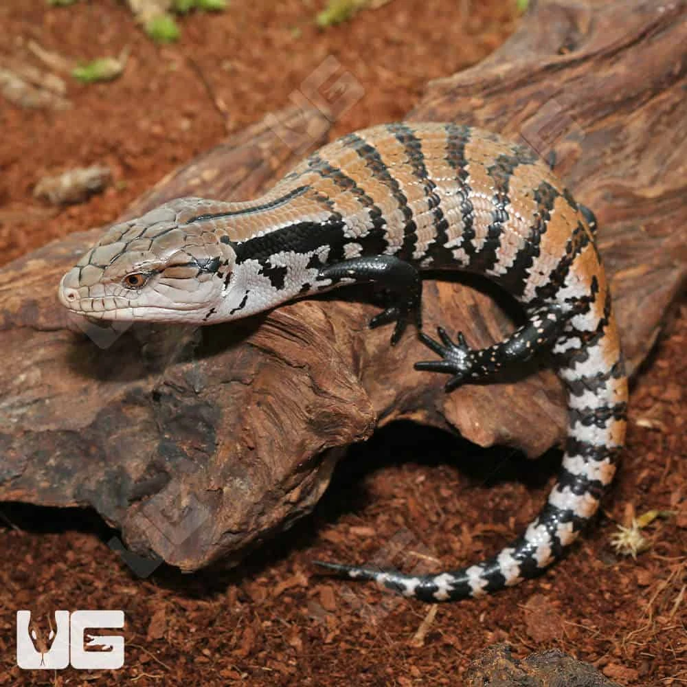 Baby Merauke Blue Tongue Skink - Image 4