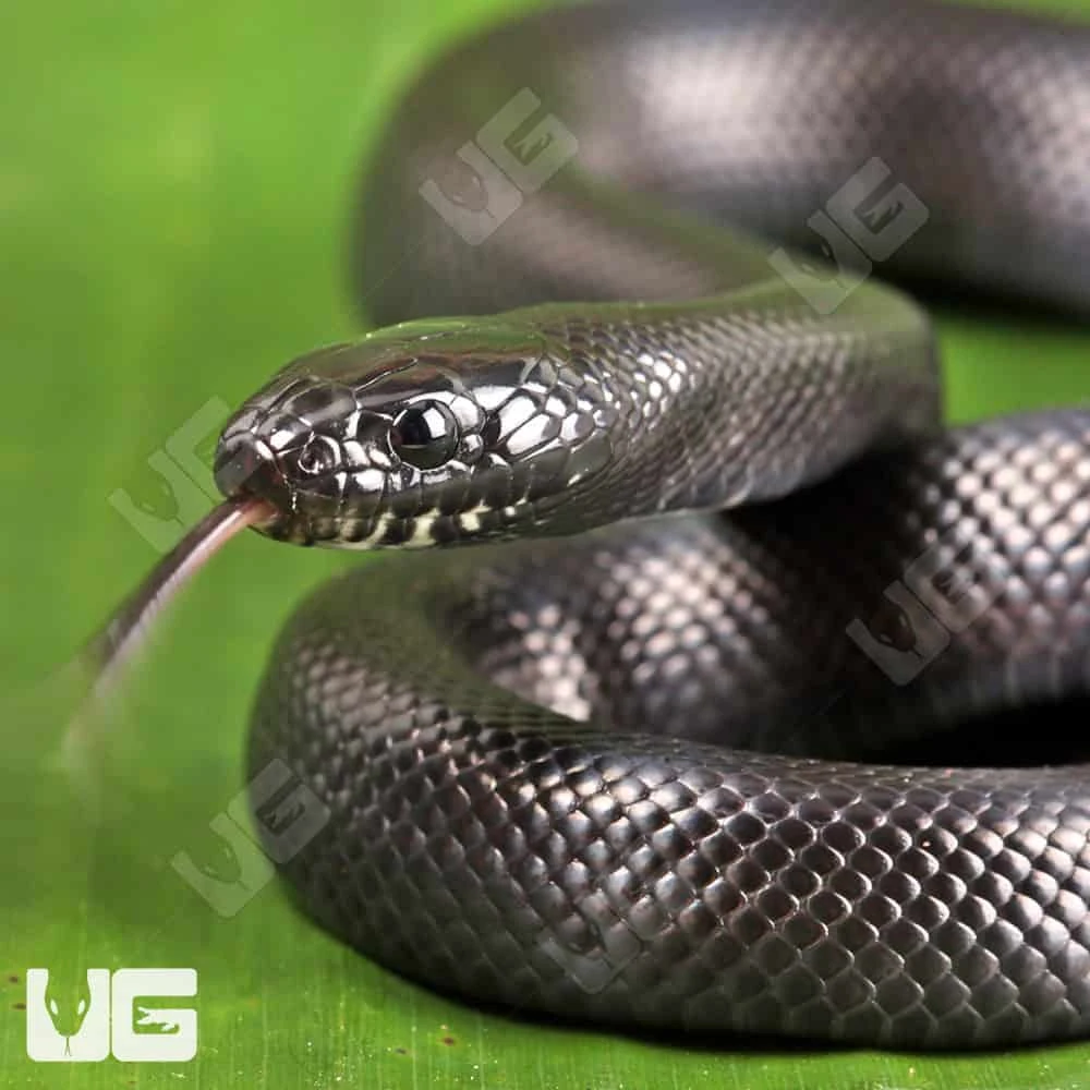 Baby Mexican Black Kingsnake - Image 2
