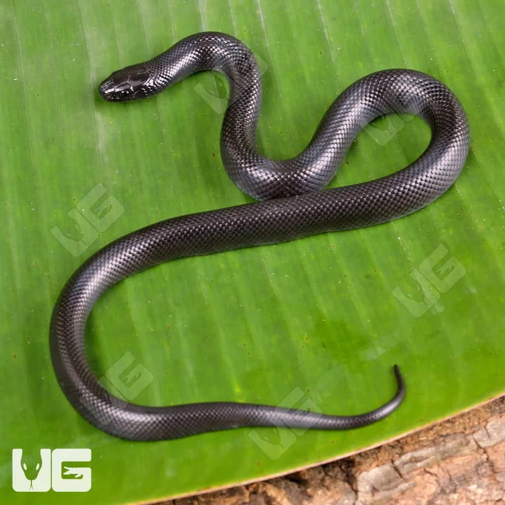 Baby Mexican Black Kingsnake - Image 4