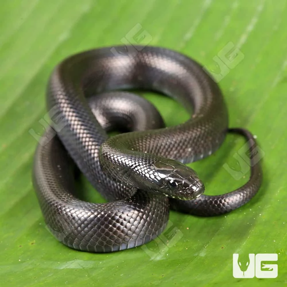 Baby Mexican Black Kingsnake