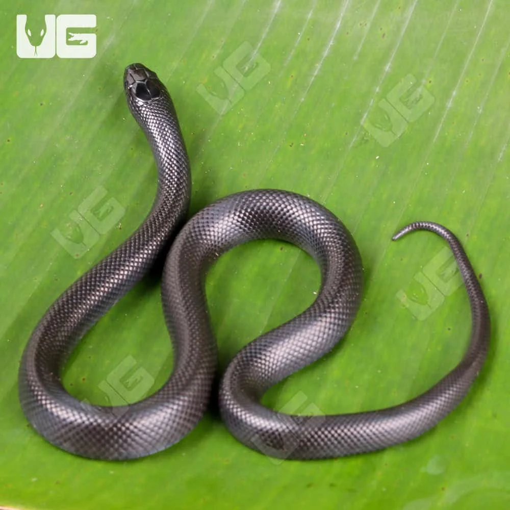 Baby Mexican Black Kingsnake - Image 3