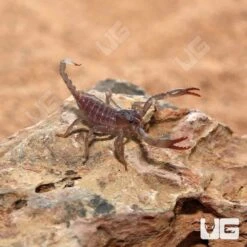 Baby Minotaur Forest Scorpion