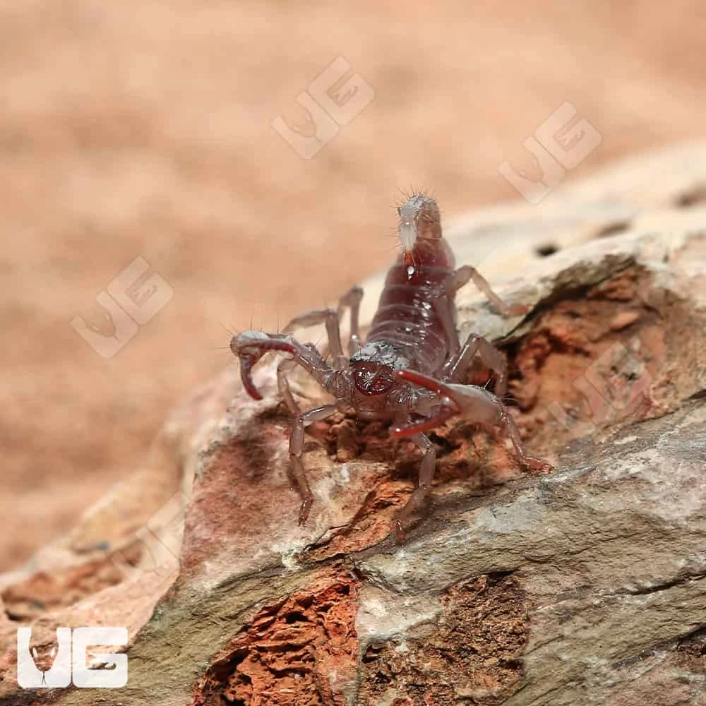 Baby Minotaur Forest Scorpion - Image 3