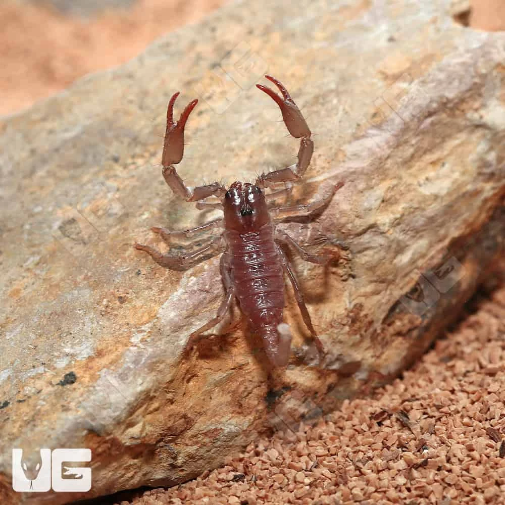 Baby Minotaur Forest Scorpion - Image 2