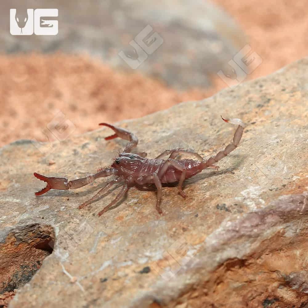 Baby Minotaur Forest Scorpion - Image 4