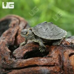 Baby Mississippi Map Turtle