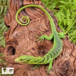Baby Green Tree Monitor