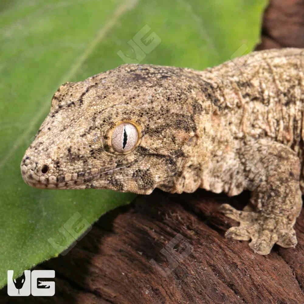 Baby Moro Island Leachianus Gecko - Image 2