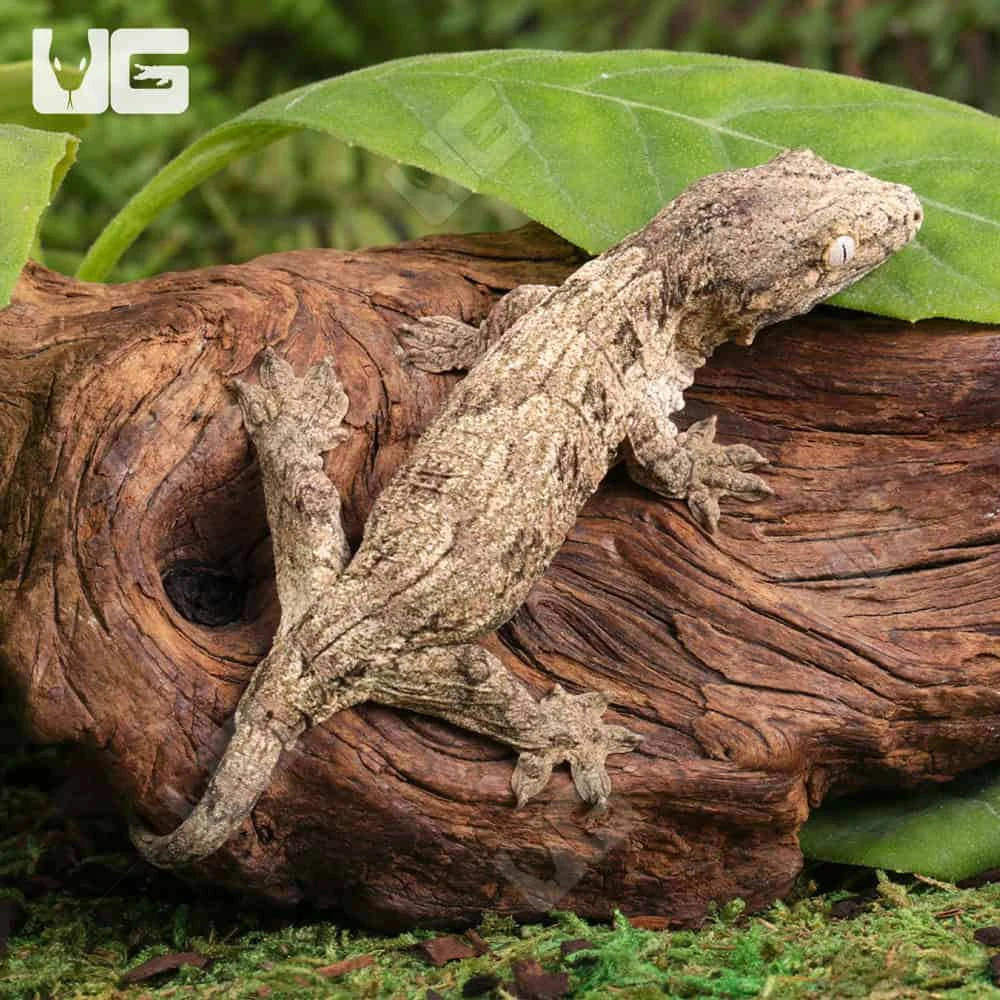 Baby Moro Island Leachianus Gecko - Image 4