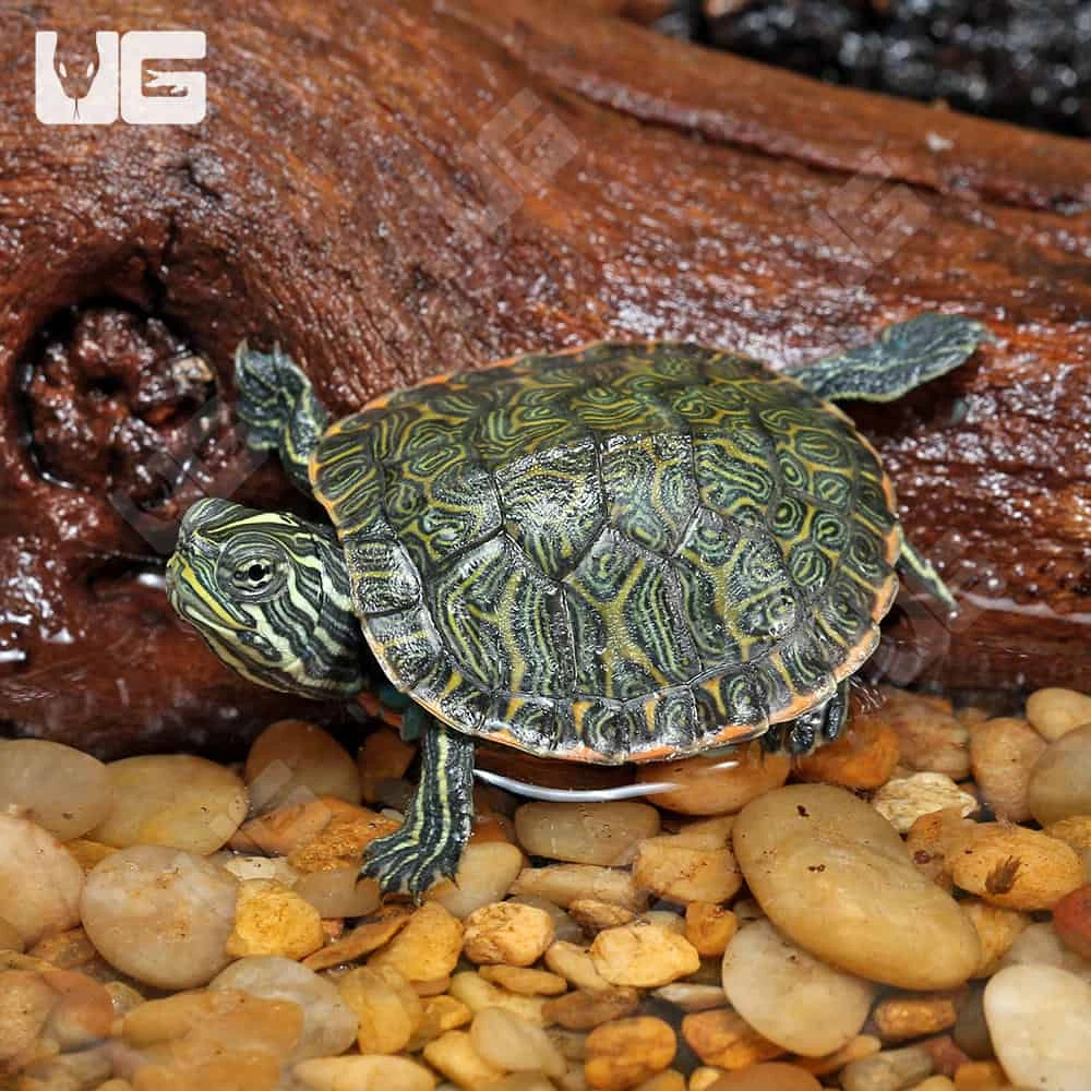 Baby Northern Redbelly Cooter Turtle