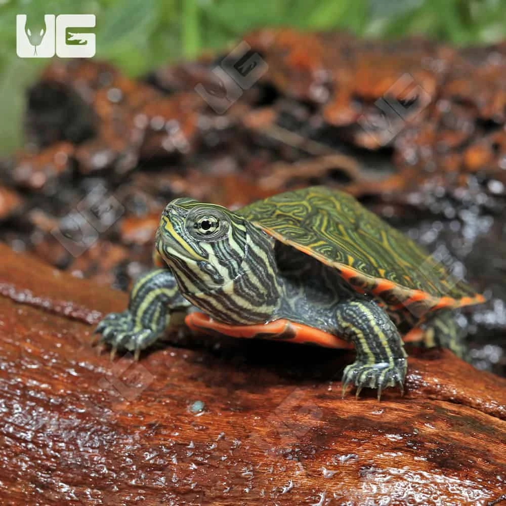 Baby Northern Redbelly Cooter Turtle - Image 4