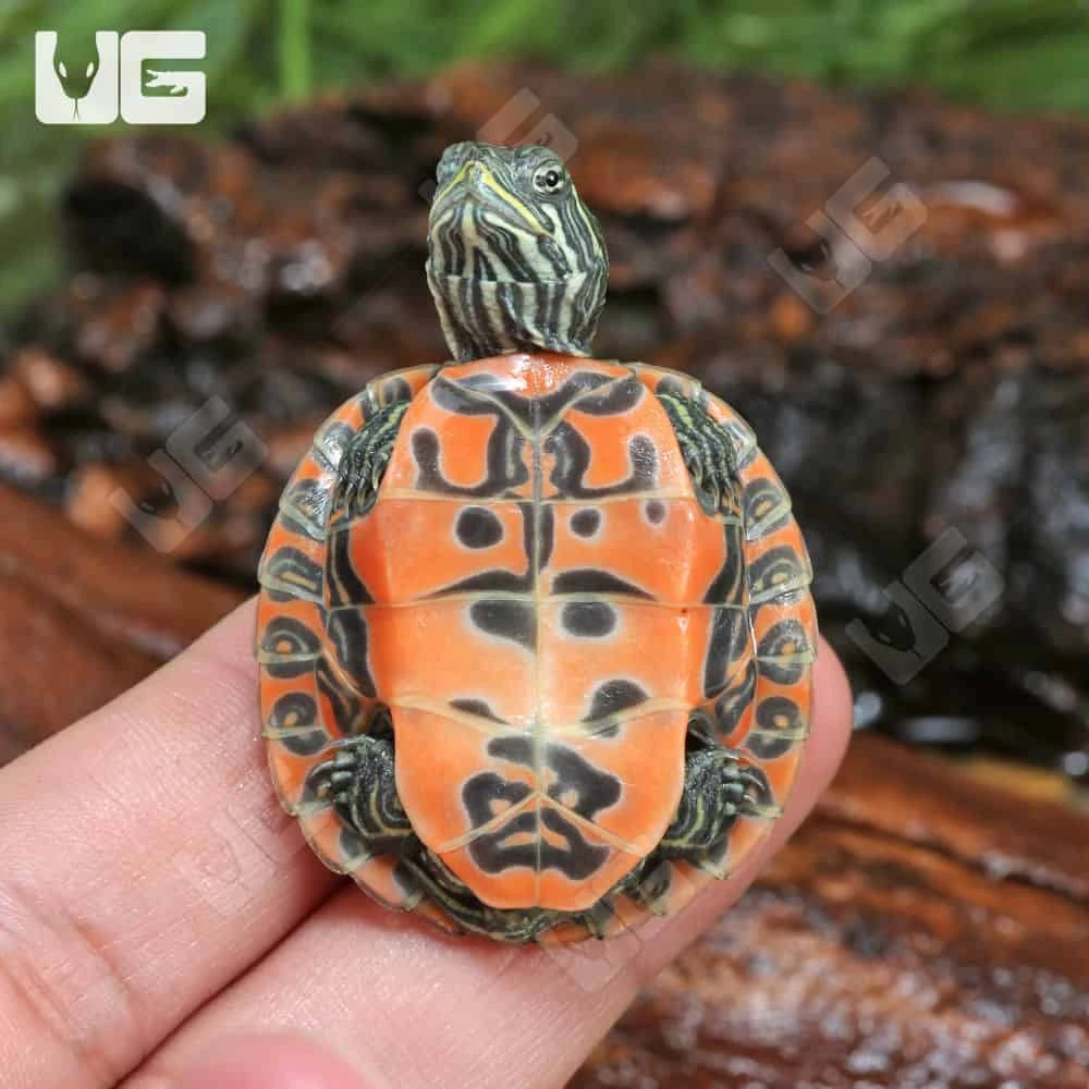 Baby Northern Redbelly Cooter Turtle - Image 2