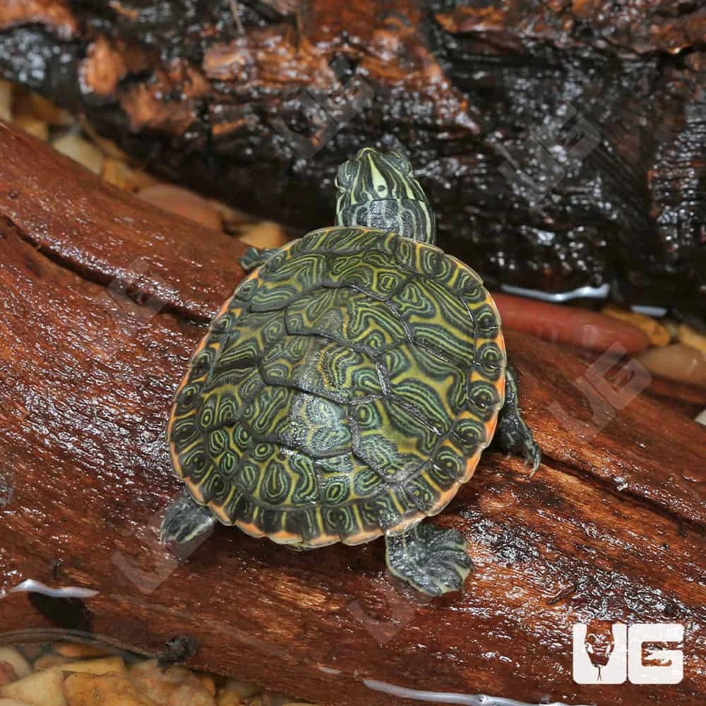 Baby Northern Redbelly Cooter Turtle - Image 3