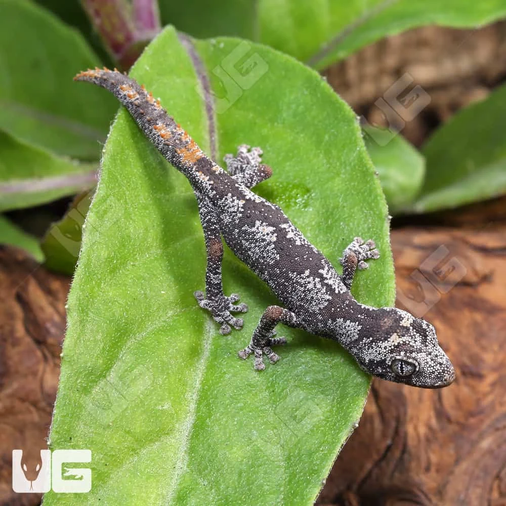 Baby Northern Spiny Tail Gecko #CD21 - Image 2