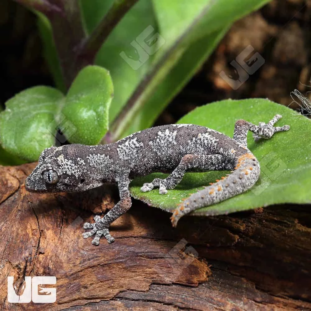 Baby Northern Spiny Tail Gecko #CD21 - Image 4