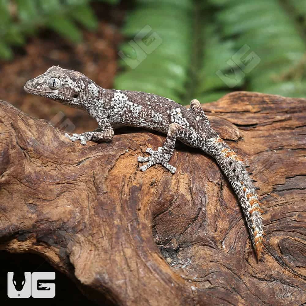 Baby Northern Spiny Tail Gecko #CD23 - Image 3