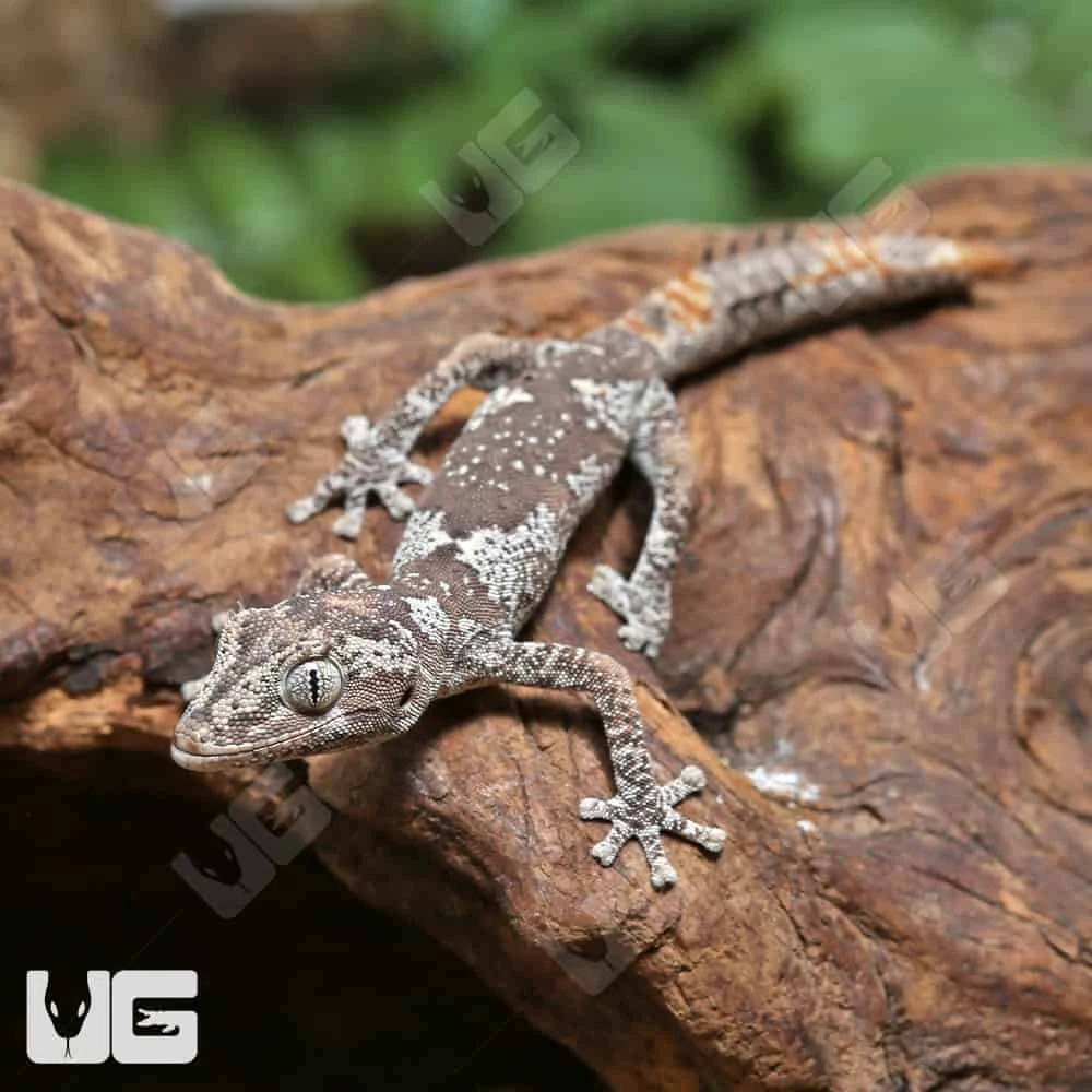 Baby Northern Spiny Tail Gecko #CD23 - Image 2