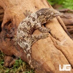 Baby Nu Ana Leachianus Gecko #2