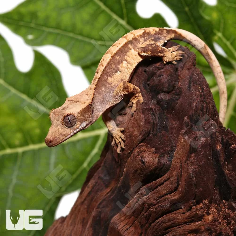 Baby Orange Extreme Harlequin Crested Gecko #12 - Image 2