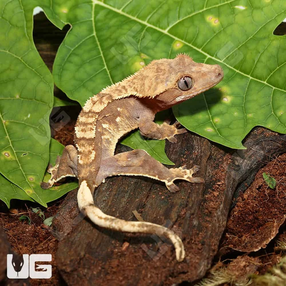 Baby Orange Extreme Harlequin Crested Gecko #12 - Image 3