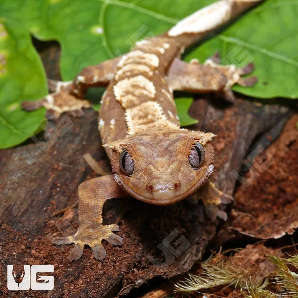 Baby Orange Extreme Harlequin Crested Gecko #12 - Image 4