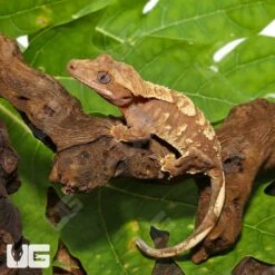 Baby Orange Extreme Harlequin Crested Gecko #12