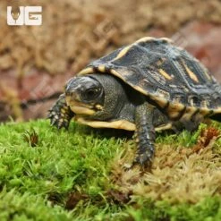 Baby Ornate Hybrid Box Turtle